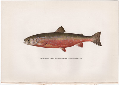 THE SUNAPEE TROUT (ADULT MALE) SALVELINUS-AUREOLUS 